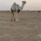 بكره لقيه كفو