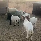 ذبايح للبيع خروف نعيمي و4 مهجن بنعيمي و 2 مهجن ساكني