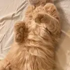 تبني