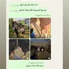 مزاد سيسيات وبواني الي عنده عروض او يبق يشتري شي