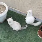 إعلان تبن ي قطتين   الرياض Cats for Adoption   Riyadh