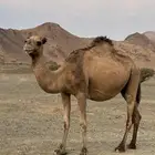 ابل