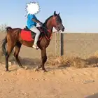 حصان
