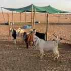 تيوس للبيع جمله او تفريد