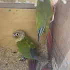 زوج كنيور اناناس منتج