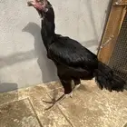 دجاجه سندي