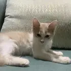 قط منقذ للتبني