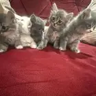 قطط شيرازي للبيع