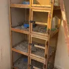 محاكر طيور