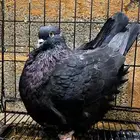 جوز فرش مستوا