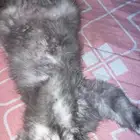 قطوه انثى مهجنه ابوها شيرازي وامها هملايا عمرها ثلاث شهور