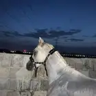 خيل شعبي