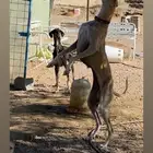 سلقي  انثى