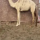 وضحى بكره حواره تنفرد عون ولون