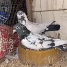 حمام