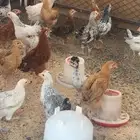 صوص(تم البيع)