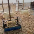 معزا دفيع