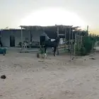 مهر للبيع العمر سنه و 6 شهور
