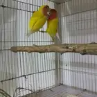 زوج روز لاتينو منتج
