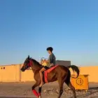 حصان واهو