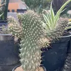 20 نوع صباريات و عصاريات