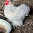 كروان خضاضه كوشن