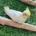 فرخ كروان لاتينو