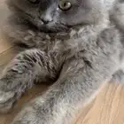 قطه سكوتش صغيره انثى