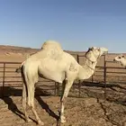 رباع حر صافي