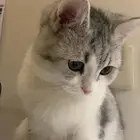 قطه
