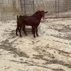 فحول دهم( تم البيع )