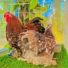 دجاج كوشن لون مميز