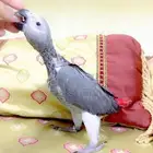 كاسكو فرخ انتاج محلي حجم جبار ولون فاتح