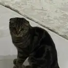 قط للبدل بانثى النوع سكوتش فولد شورت هير تايقر