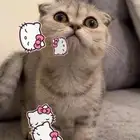 قطط