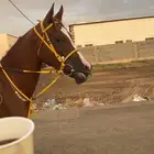 فرس شعبيه للبيع لقاح ثقيل