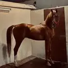 حصان شعبي اشقر