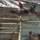 دجاج فرنسي احمر