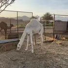ناقه خلفه لبيع