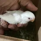 فرخ روز البينو