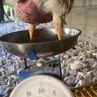 دجاج لاحم أوزان طيبه