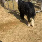 طلي نجدي