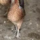 دجاج عربي وفيومي