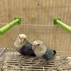 روز