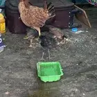 دجاجة بلدي