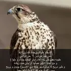 طير حر ايراني اصيل