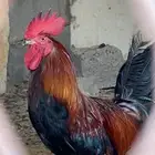 دجاج بلدي وبط شرشري