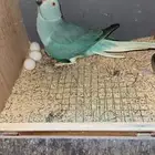 زوج درة كلير تل