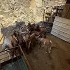 بهم حص ذبيايح