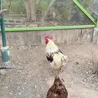 للبيع مستعجل دجاج لوهمان